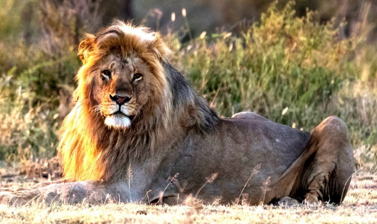 Tanzania Safaris and Zanzibar Packages