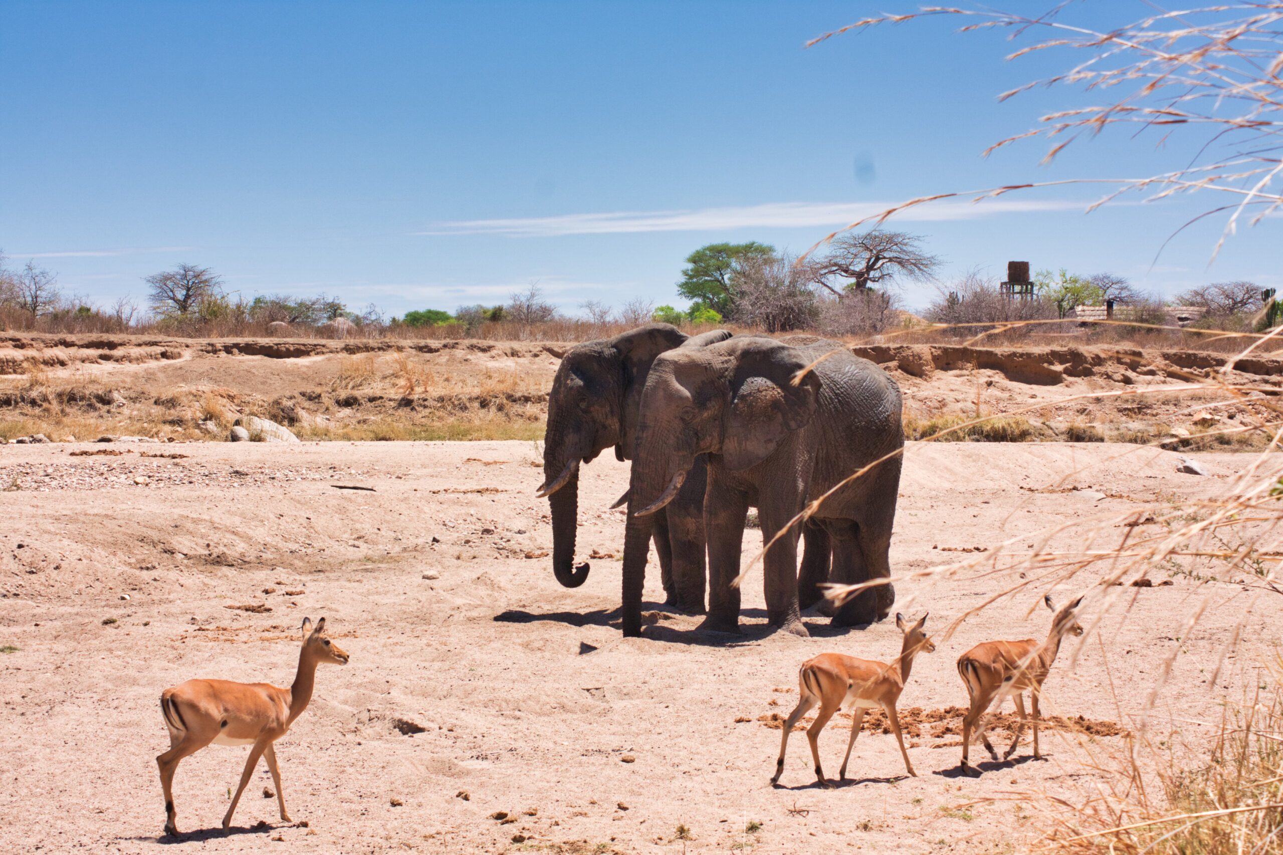 Tanzania Safaris and Zanzibar Packages